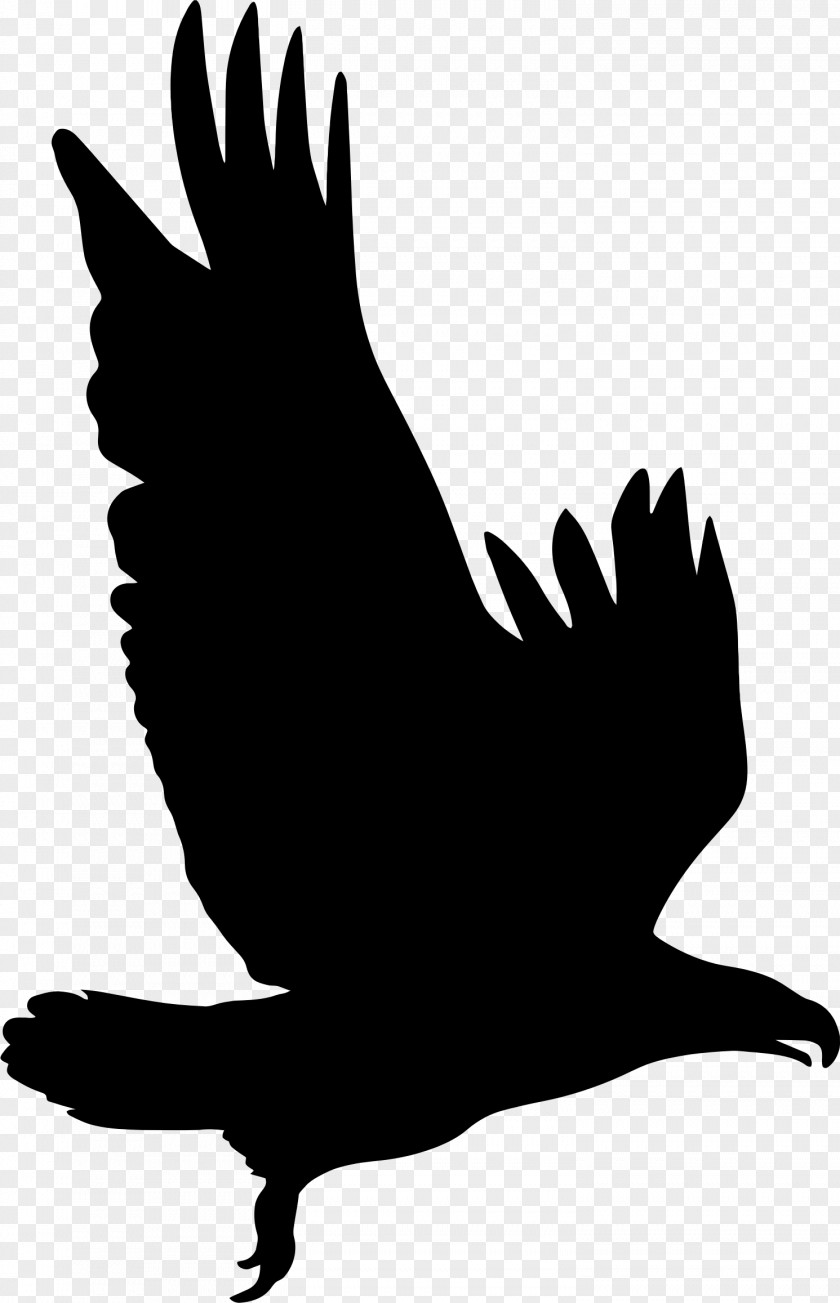 Eagle Silhouette Clip Art PNG
