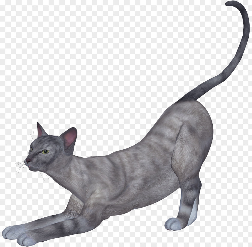 Gray Cat Kitten PNG