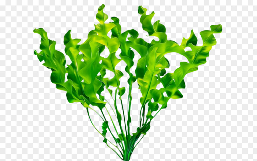 Plants Image Leaf PNG