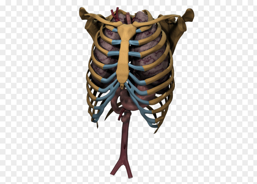 Skeleton Bone Organism PNG