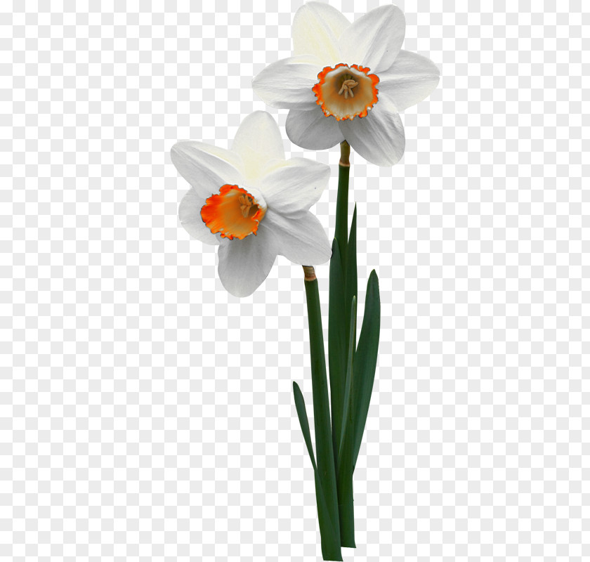 Flower Jonquille Flowerpot Narcissus ×incomparabilis PNG