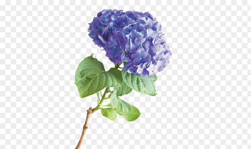 Hydrangea French Flower Stock Photography PNG