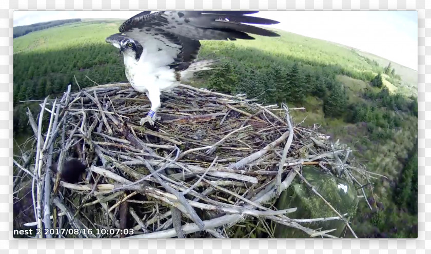 Bird Nest Hawk NEST+m Beak PNG