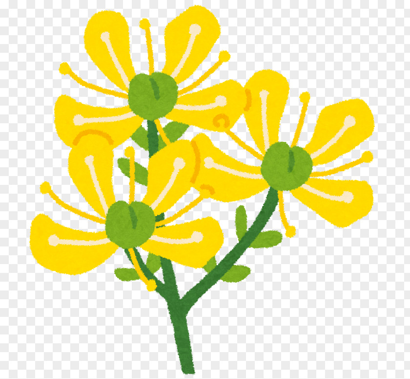 Chrysanthemum Floral Design Cut Flowers Plant Stem PNG