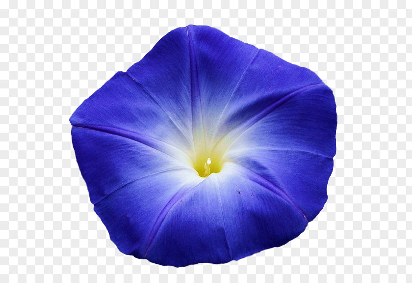 Morning Glory Flower Blue Violet Light PNG
