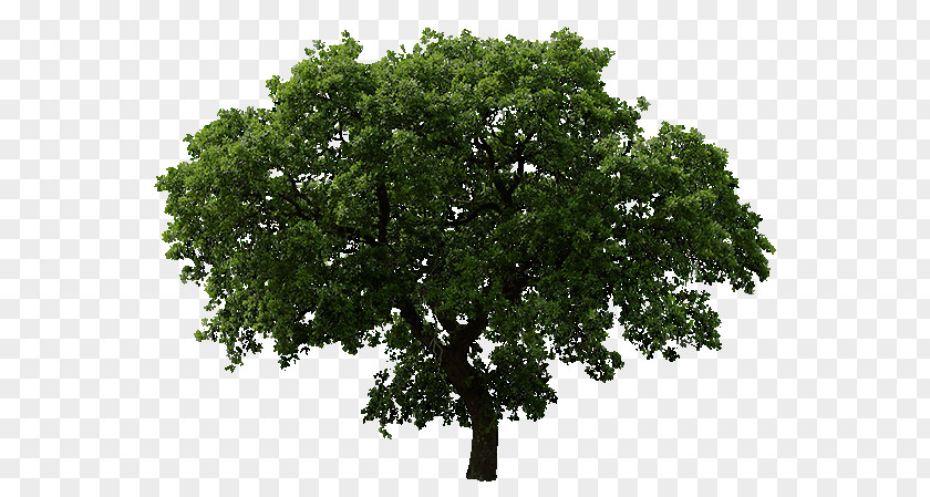 Tree Oak Clip Art PNG