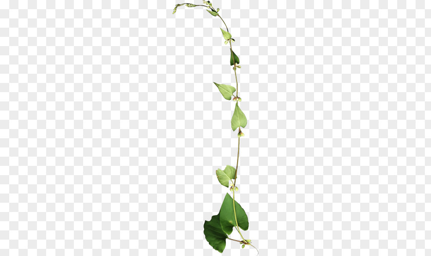 Flower Vine Plant Stem PNG