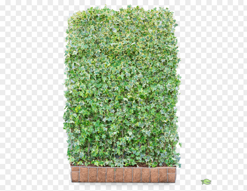 Plants Common Ivy Hedge Shrub European Hornbeam Evergreen PNG