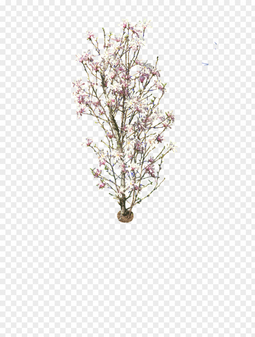 Plum Flower Blossom Common PNG