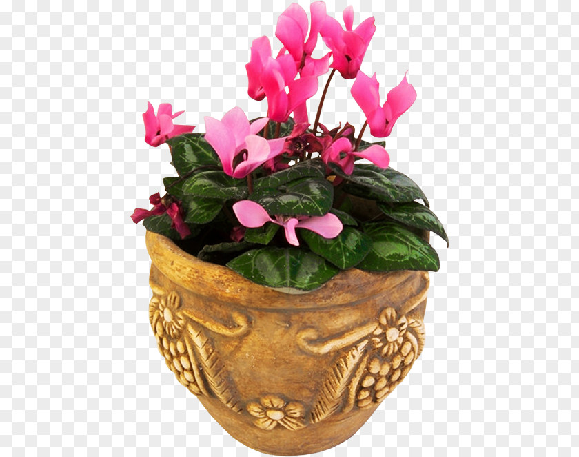 Flower Flowerpot Cyclamen Floral Design PNG
