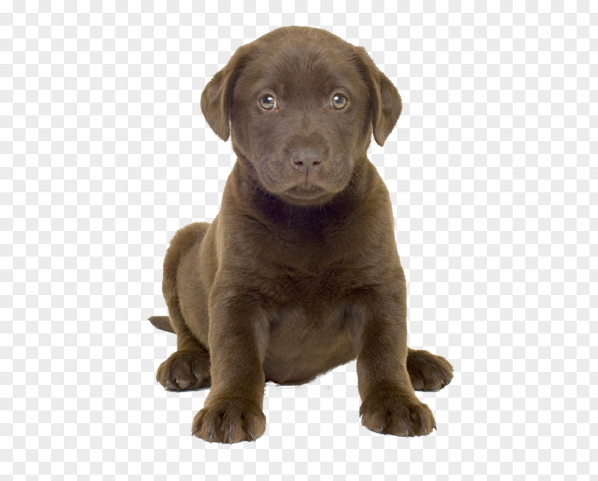 Golden Retriever Labrador Boston Terrier Puppy American Pit Bull PNG