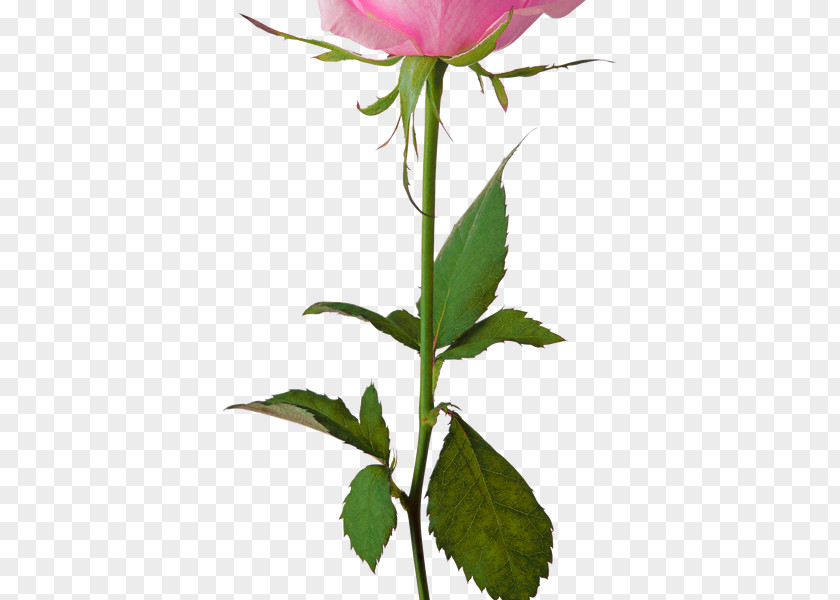 Rose Clip Art Transparency Flower PNG