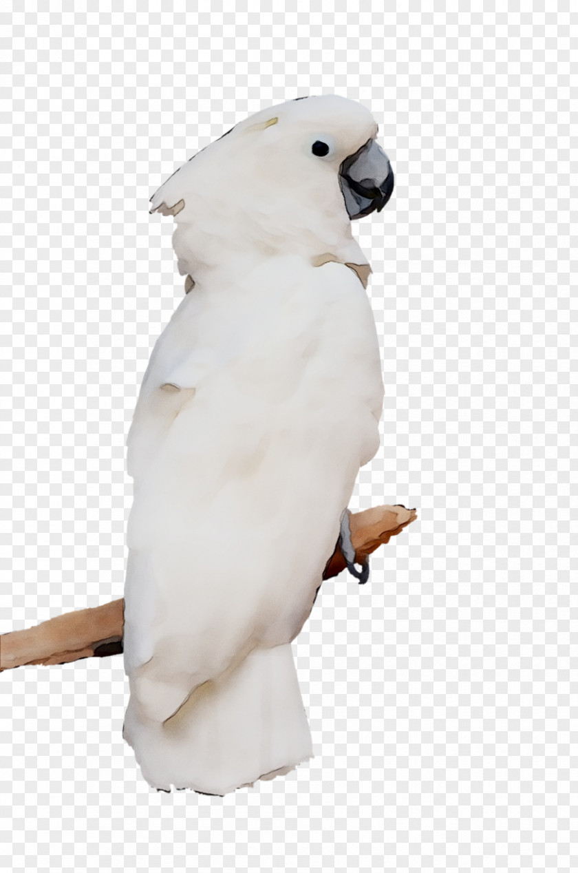 Sulphur-crested Cockatoo Beak Neck Fauna PNG