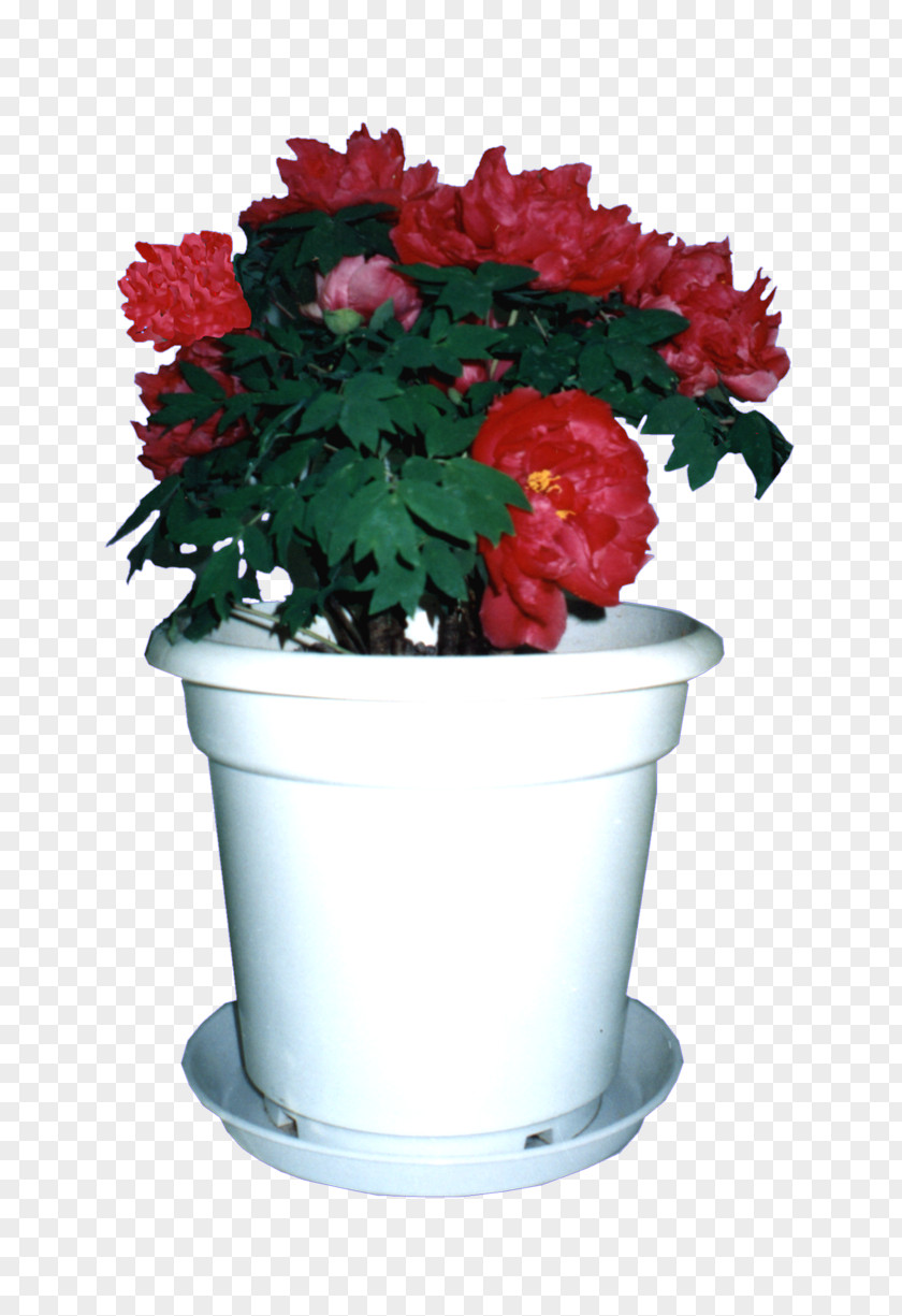 Grace Potted Peony Moutan PNG