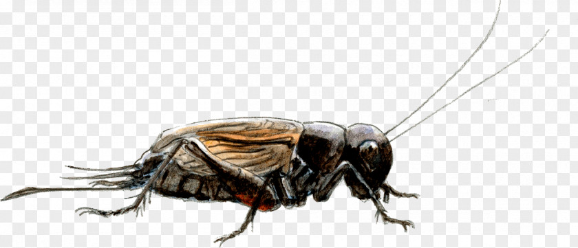 Tettigonia Viridissima Cockroach Insect Weevil Pollinator Scarab PNG