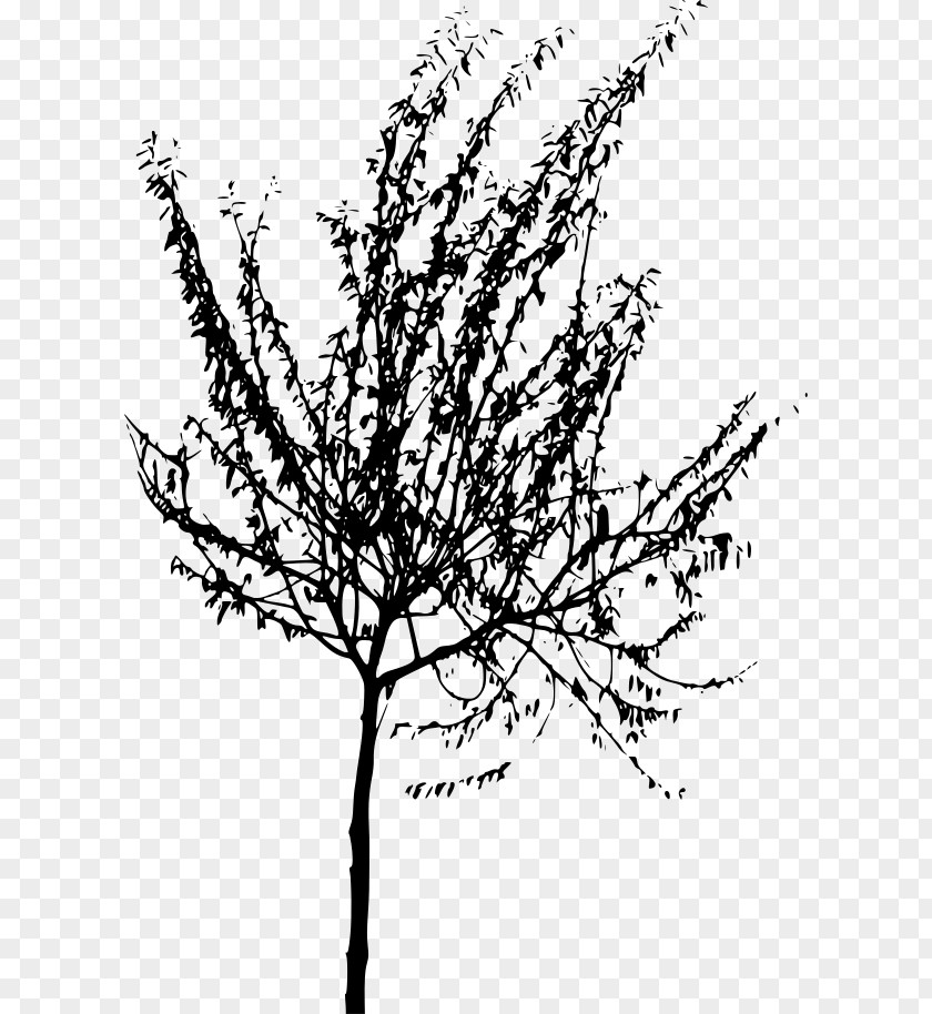 Tree Twig Black And White Line Art Clip PNG