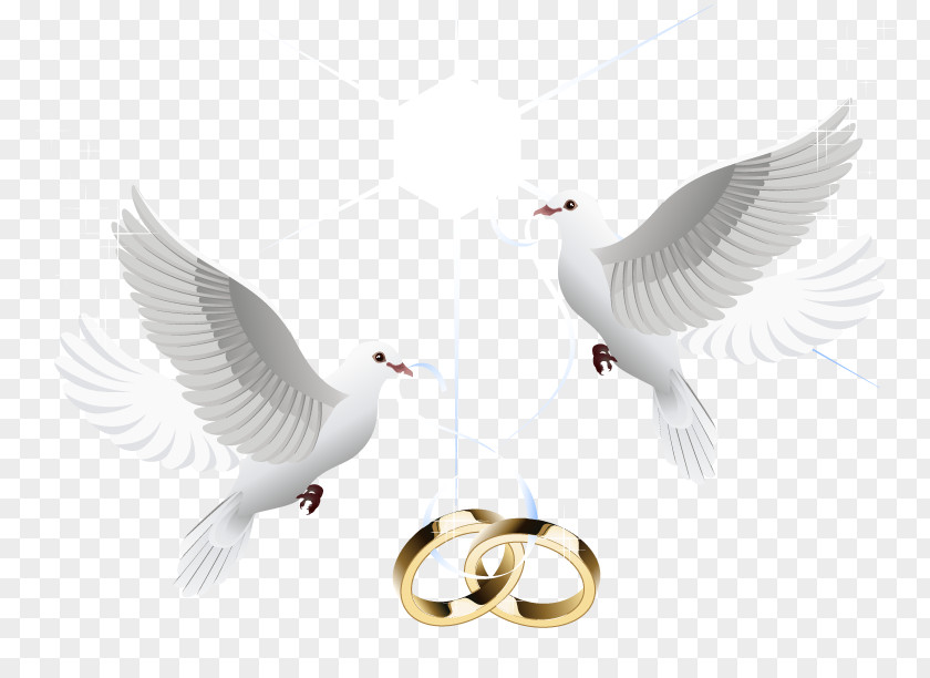 Vector Wedding Ring Marriage PNG