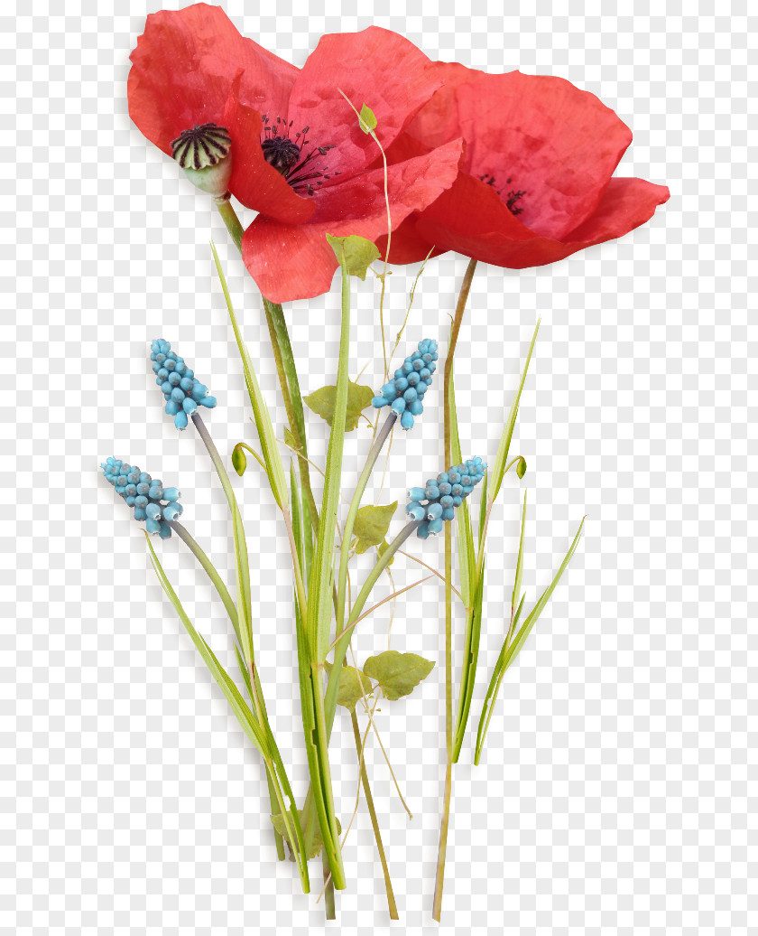 Birthday Poppy Flower Watercolor Painting PNG