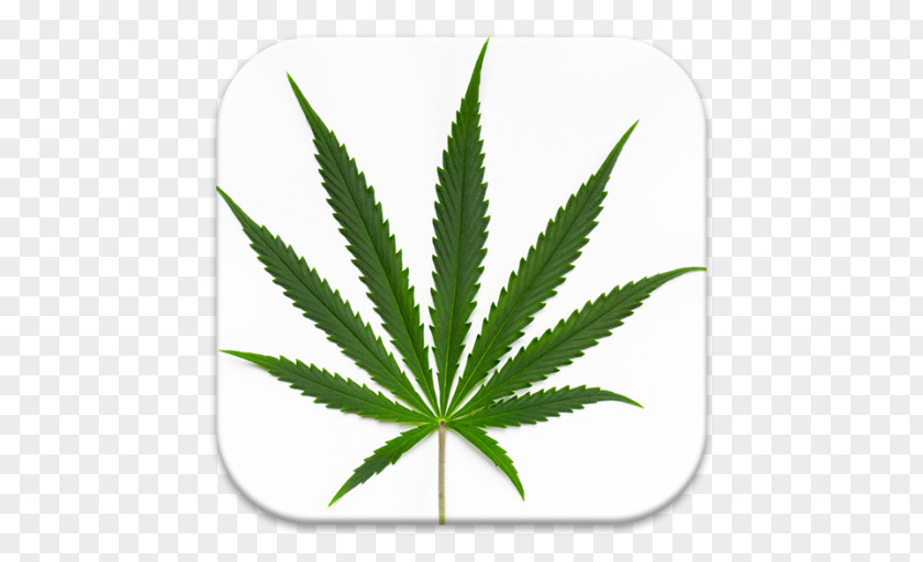 Cannabis Sativa Medical Ruderalis Smoking PNG