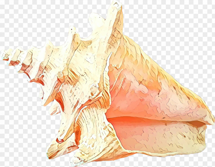 Conch Drawing Sketch PNG