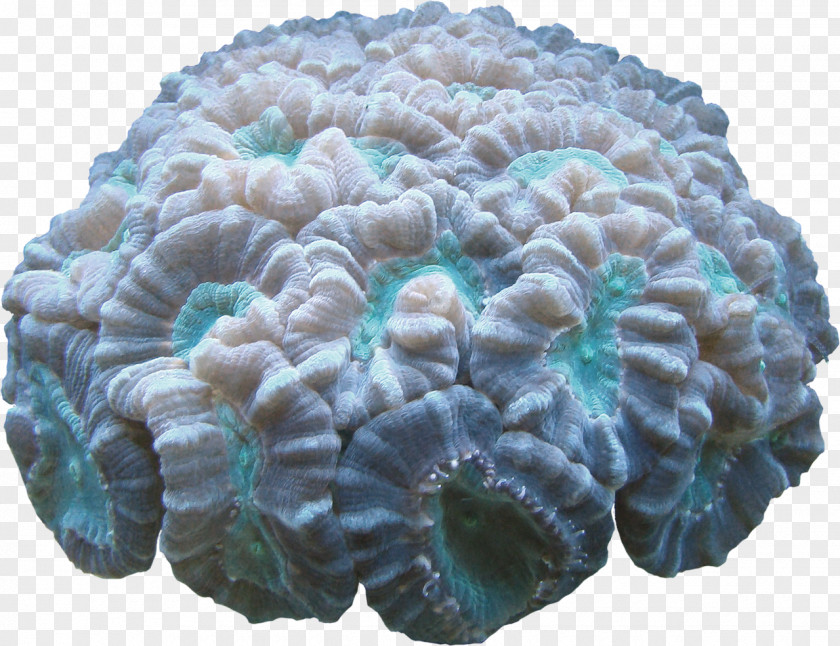 Coral Computer Software PNG