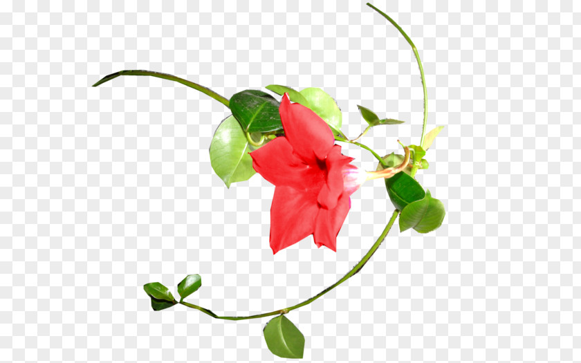Design Petal Floral Cut Flowers Plant Stem PNG