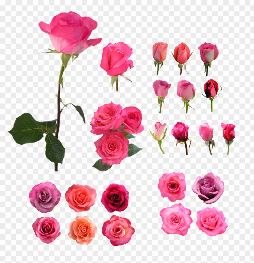 Flower Garden Roses Beach Rose Still Life: Pink PNG