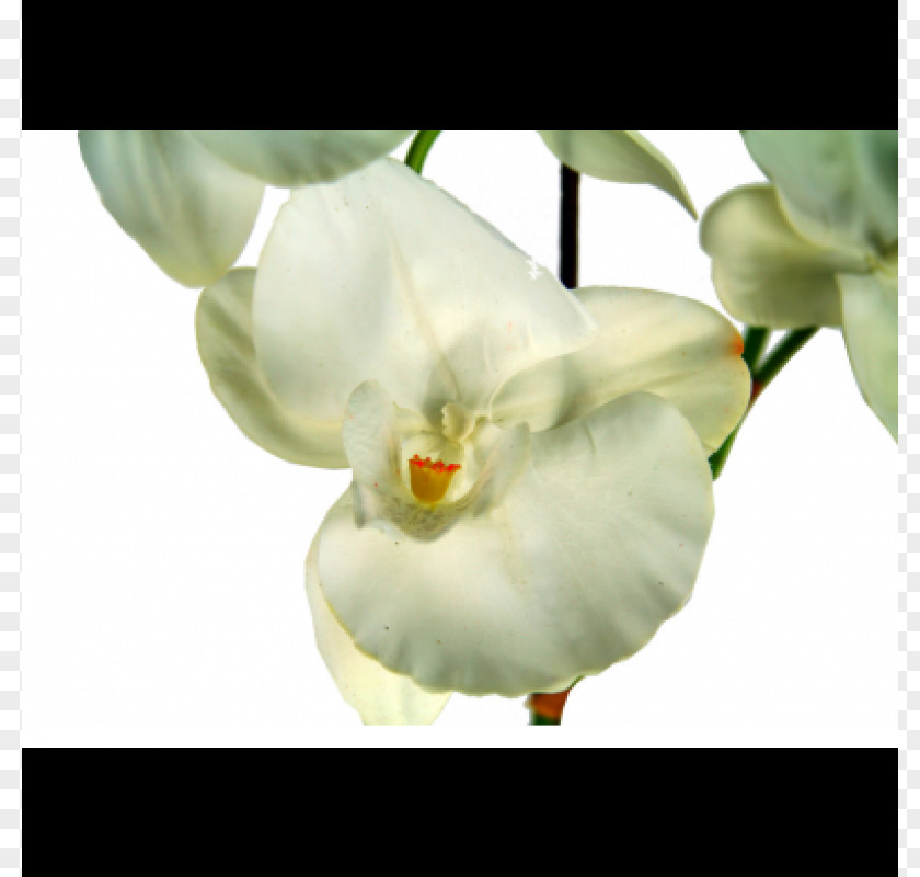 Orquideas Moth Orchids Flowerpot PNG