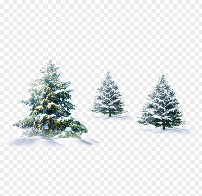 Snow Pine Christmas Tree Gift Wallpaper PNG