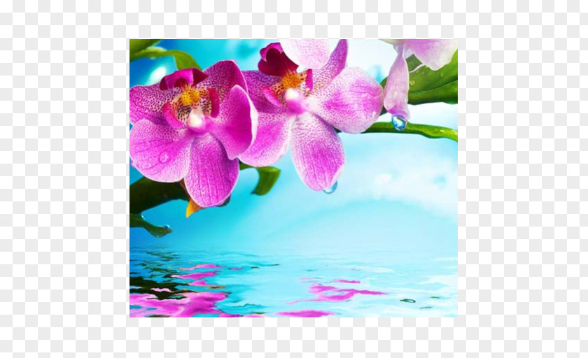Stock Photography Orchids Flower PNG