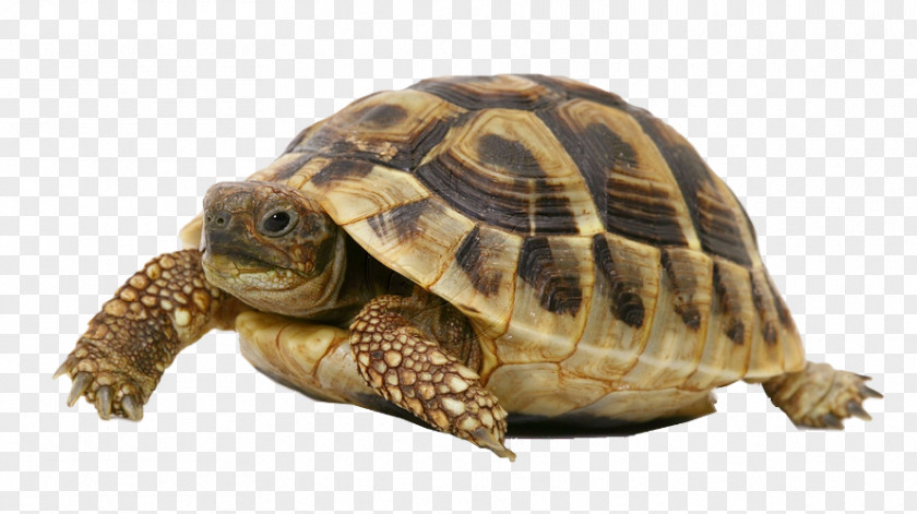 Turtle Shell Reptile Russian Tortoise Pet PNG