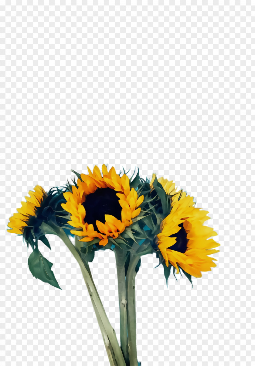 Wildflower Petal Sunflower Watercolor PNG