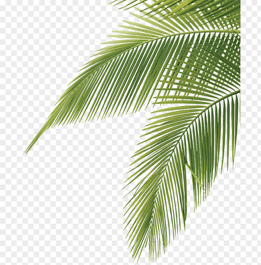 Arecaceae Frond Clip Art PNG