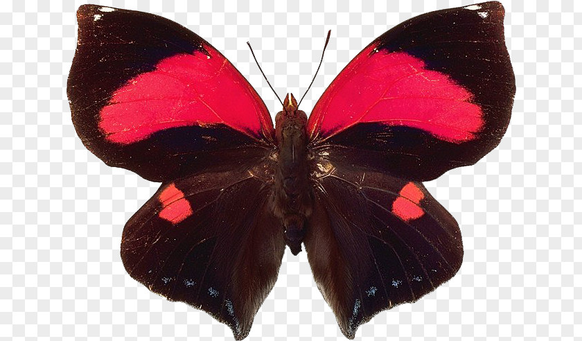 Butterfly Insect Papillon Dog Mariposas (Butterflies) PNG