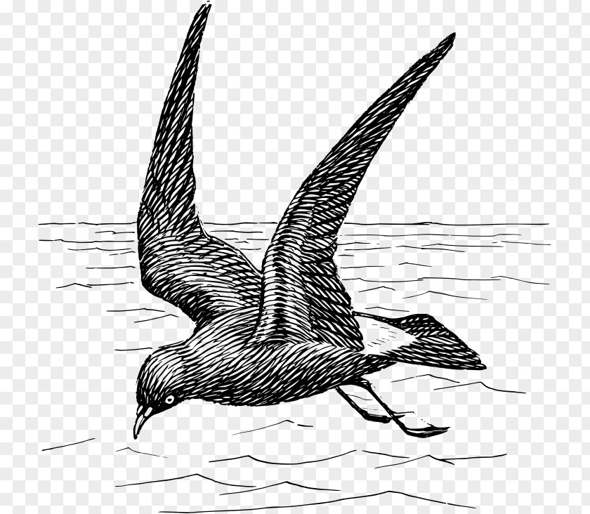 Duck Bird Goose Beak Gulls PNG