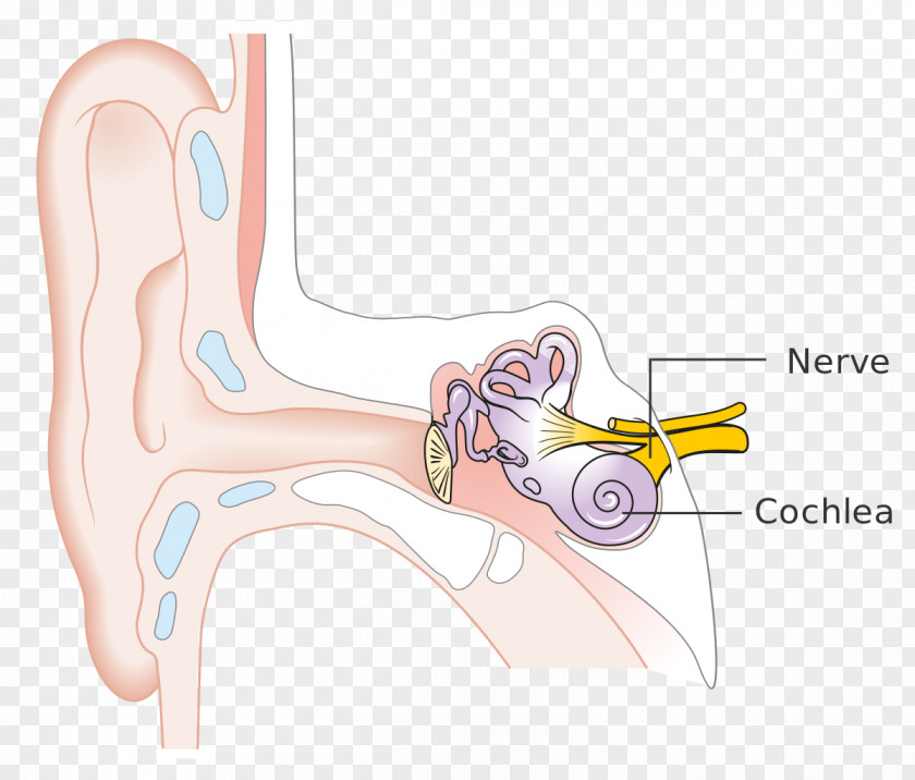 Ear Inner Thumb Hearing Loss PNG