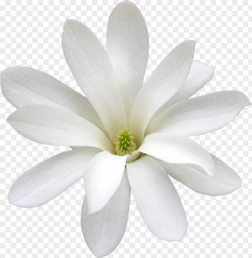 Flower Cape Jasmine White Arabian Petal PNG