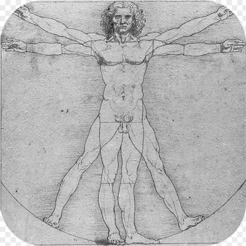 Vitruvian Man Anatomical Drawings Anatomy Human Body PNG
