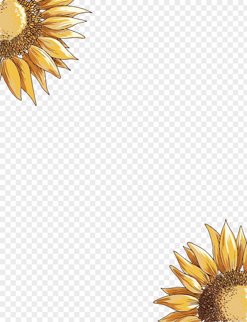 Yellow Sunflower Common PNG