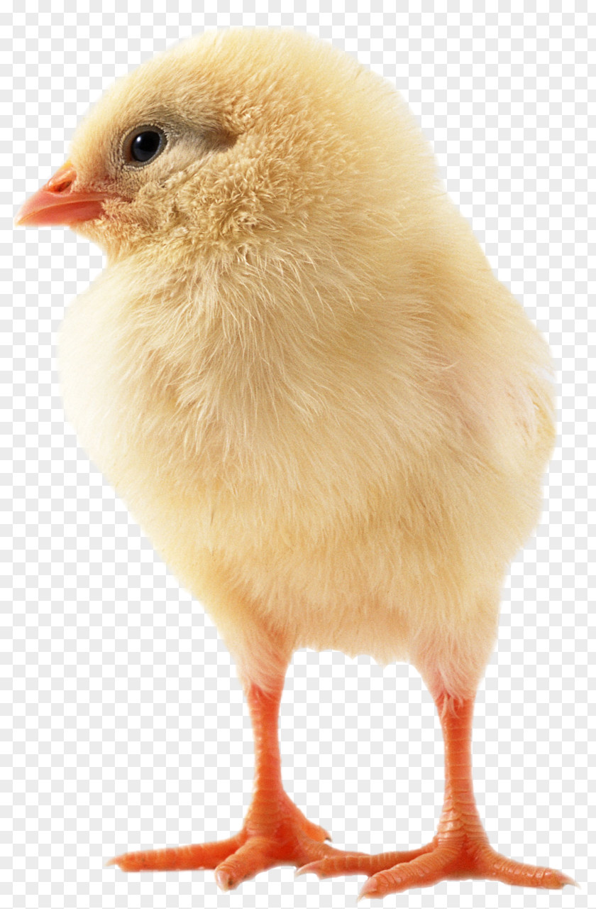 Bird Sebright Chicken Japanese Bantam Poultry PNG