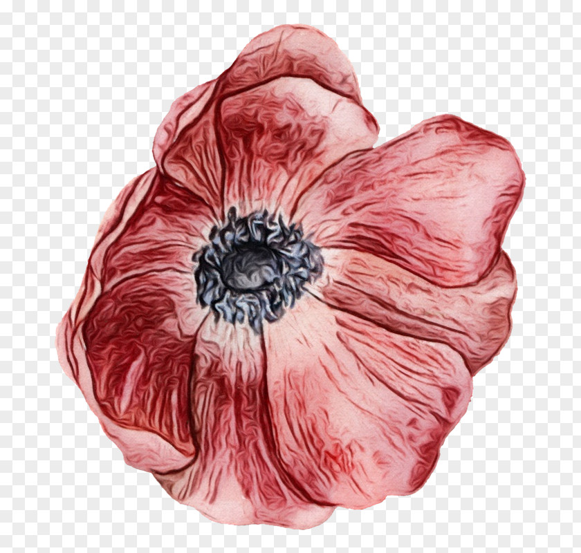 Coquelicot Poppy Drawing Of Family PNG