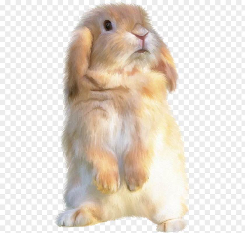 Rabbit Domestic Hare Holland Lop PNG
