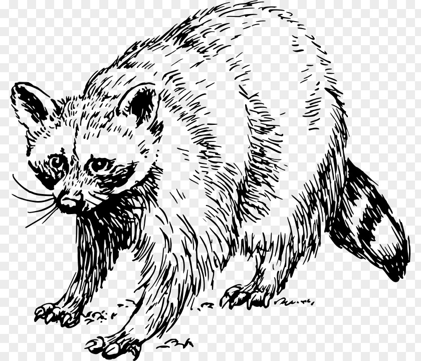 Raccoon Whiskers Wildcat Tiger PNG