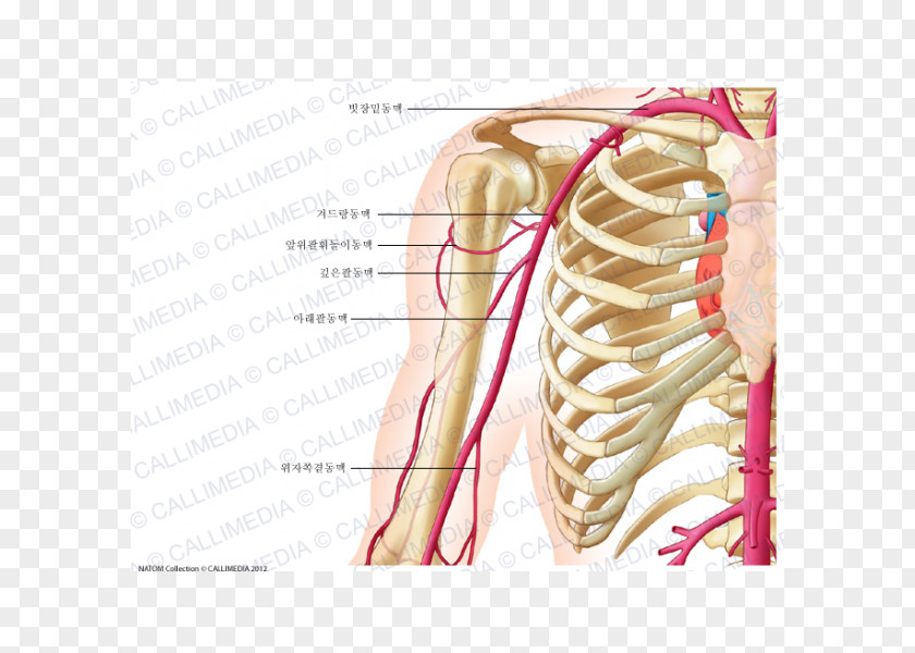 Venas Y Arterias Anterior Humeral Circumflex Artery Anatomy Coronal Plane Posterior PNG