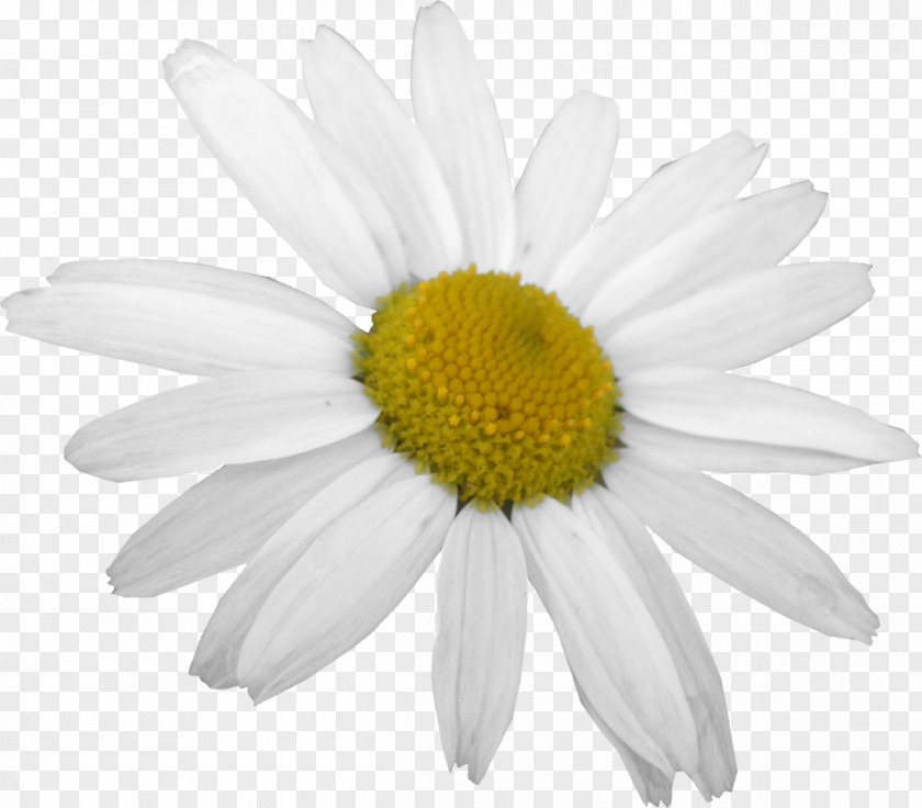 White Flower Cut Flowers Oxeye Daisy Common PNG