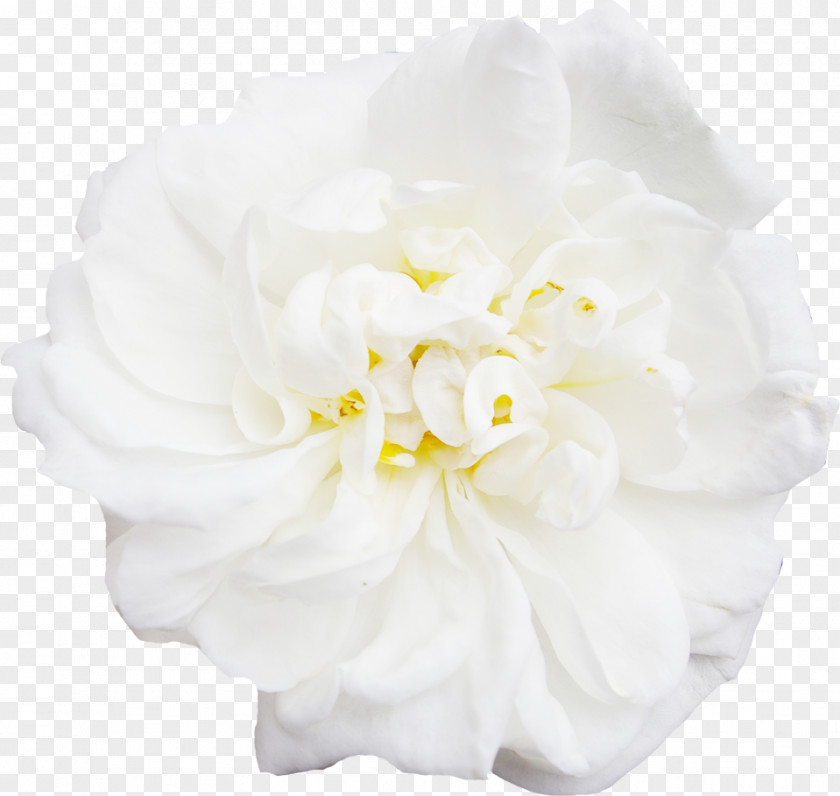 White,peony,decoration,Flowers White Flower Peony PNG