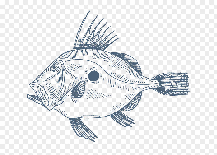 Fish Anglerfish John Dory Mediterranean Cuisine Drawing PNG