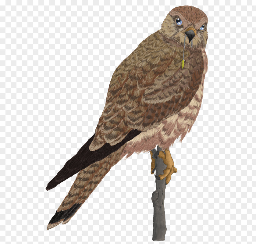 Hawk Guild Wars 2 Drawing Falcon Art PNG