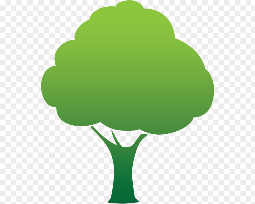 Leaf Vegetable Symbol Oak Tree PNG