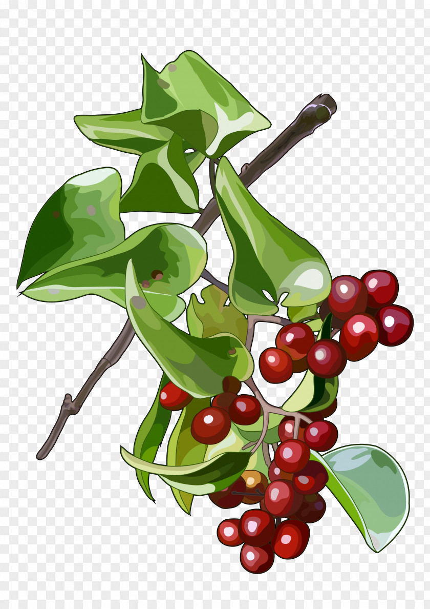 Plant Smilax Aspera Lingonberry Vine Stem PNG